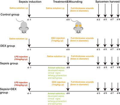 Different effects of a perioperative single dose of dexamethasone on wound healing in mice with or without sepsis
